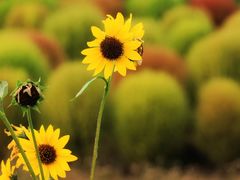 -花开海上生态园