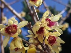 -国家植物园南园