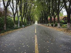 -上海鲜花港