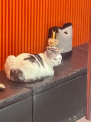 -CICI街舞专业培训