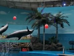 -海合安成都极地海洋公园