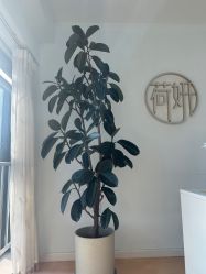 -HEYAN荷妍专业脱毛连锁机构