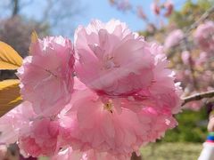 -上海共青森林公园