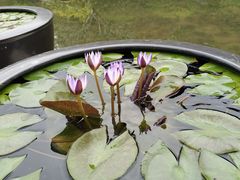 -云溪植物园
