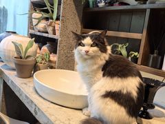 -自由生长植物工作室(深港花卉中心店)