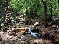 -深圳仙湖植物园