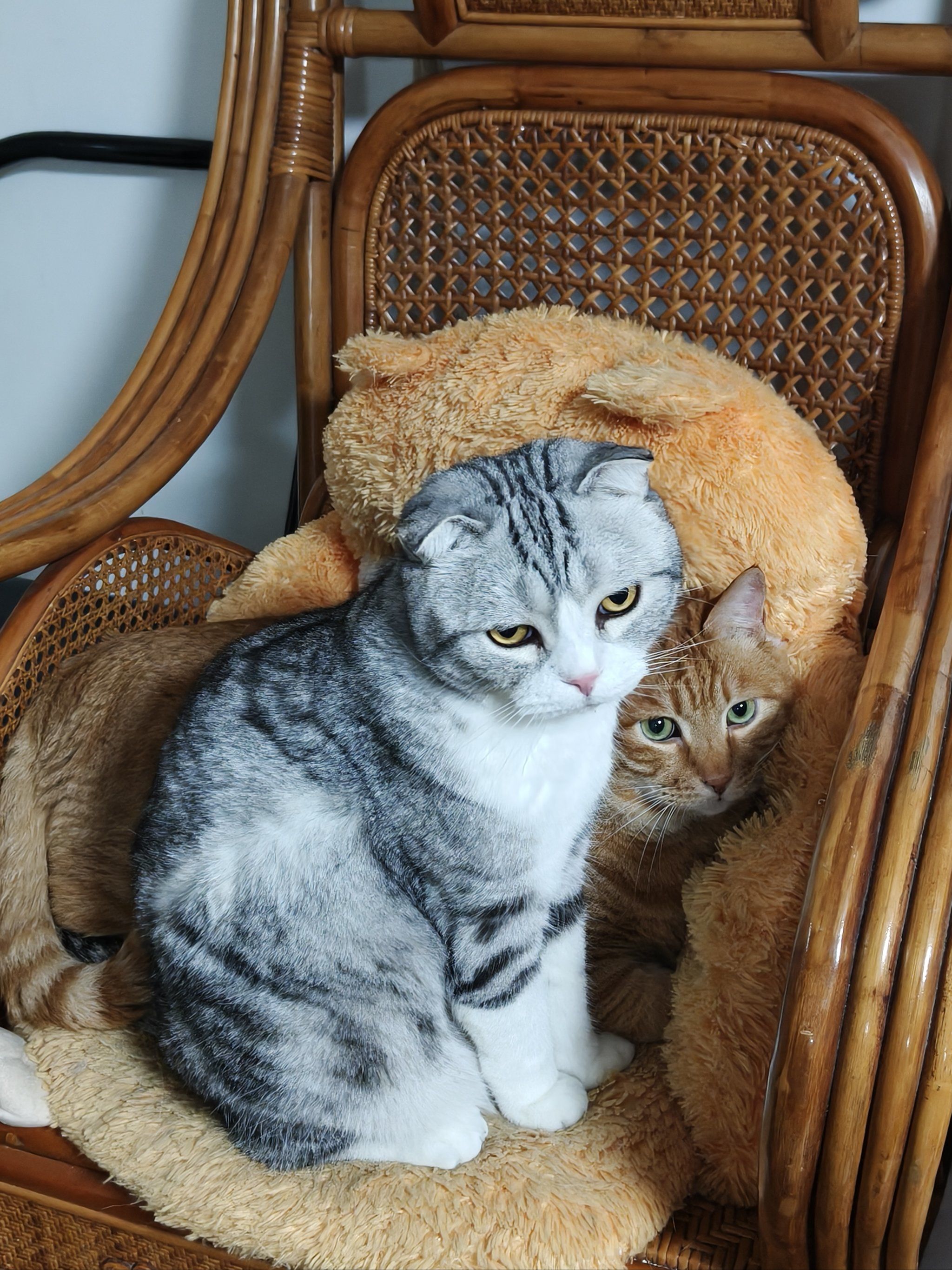 我家主子美短虎斑,颜值在线,性格满分🐱