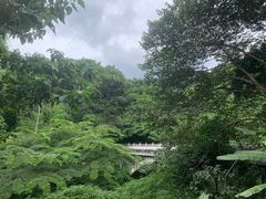 -西双版纳原始森林公园