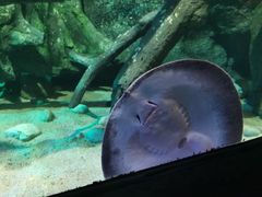 -暹罗海洋世界