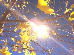 -京玉菲饭店(李村店)