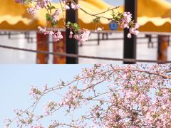 -莫愁湖公园