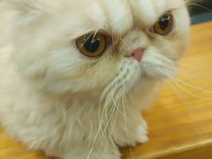 -美联众合宠物医院·爱萌分院·内外科·猫科中心