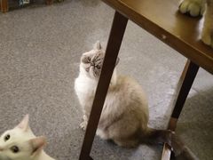 -猫色咖啡·猫咖