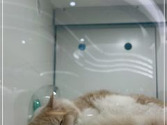 -1013 PET SHOP精品宠物商店(丁香店)