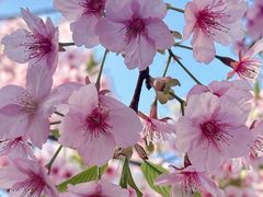 -新江湾城公园