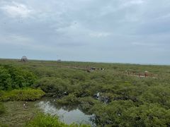 -北海金海湾红树林生态旅游区