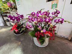 -花鸟鱼虫鲜花绿植市场(玉泉路店)