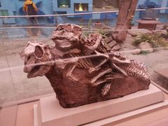 -陕西自然博物馆