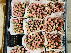 -溪岸路花鸟市场