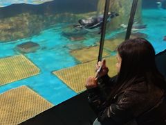 -海合安武汉极地海洋公园