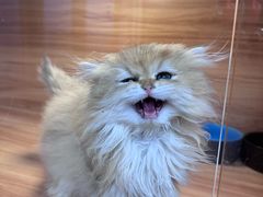 -猫十亿·布偶金渐层·曼基康矮脚猫舍(青年路店)