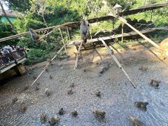 -西双版纳原始森林公园