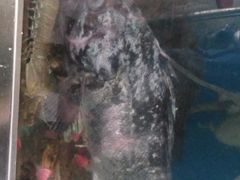 -宾朋海鲜特色美食餐厅·纯手工鲅鱼水饺(兴海路店)