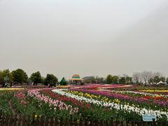 -荷兰花海