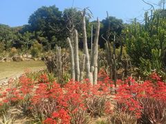 -东莞植物园