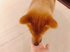 -逗柴咖啡屋·狗咖猫咖宠物桌游
