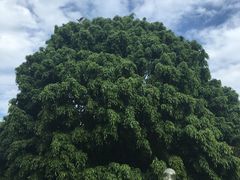 -九龙公园
