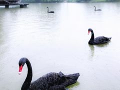 -南沙水鸟世界生态园