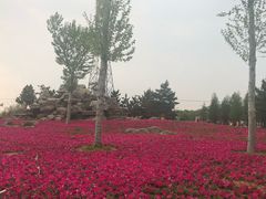 -羊亭河湿地公园