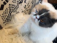 -平行世界·猫咖(首经贸店)