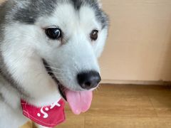 -Husky Go! 哈士奇体验馆·宠物咖啡厅狗咖