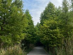 -溱湖国家湿地公园