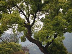 -龙坞茶村