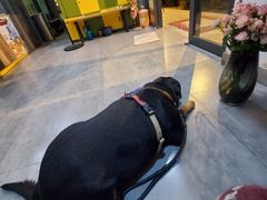 -严国平动物医院(德政总院)