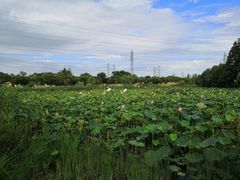 -上海长兴岛郊野公园