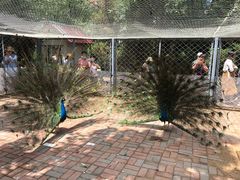 -长白岛森林公园