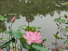 -新繁老號豌豆汤饭店·江湖菜(宝光寺店)