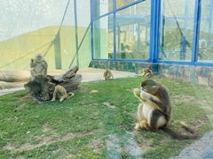 -大连森林动物园