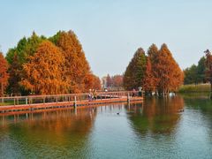 -贡湖湾湿地公园