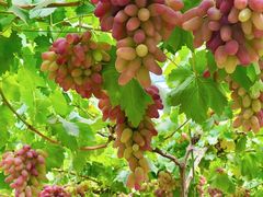 -马陆小张葡萄园农家乐