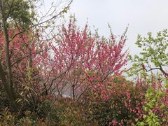 -杭州半山国家森林公园