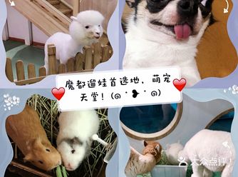 魔都最火的亲子互动体验馆，这里的宠物真的好萌！