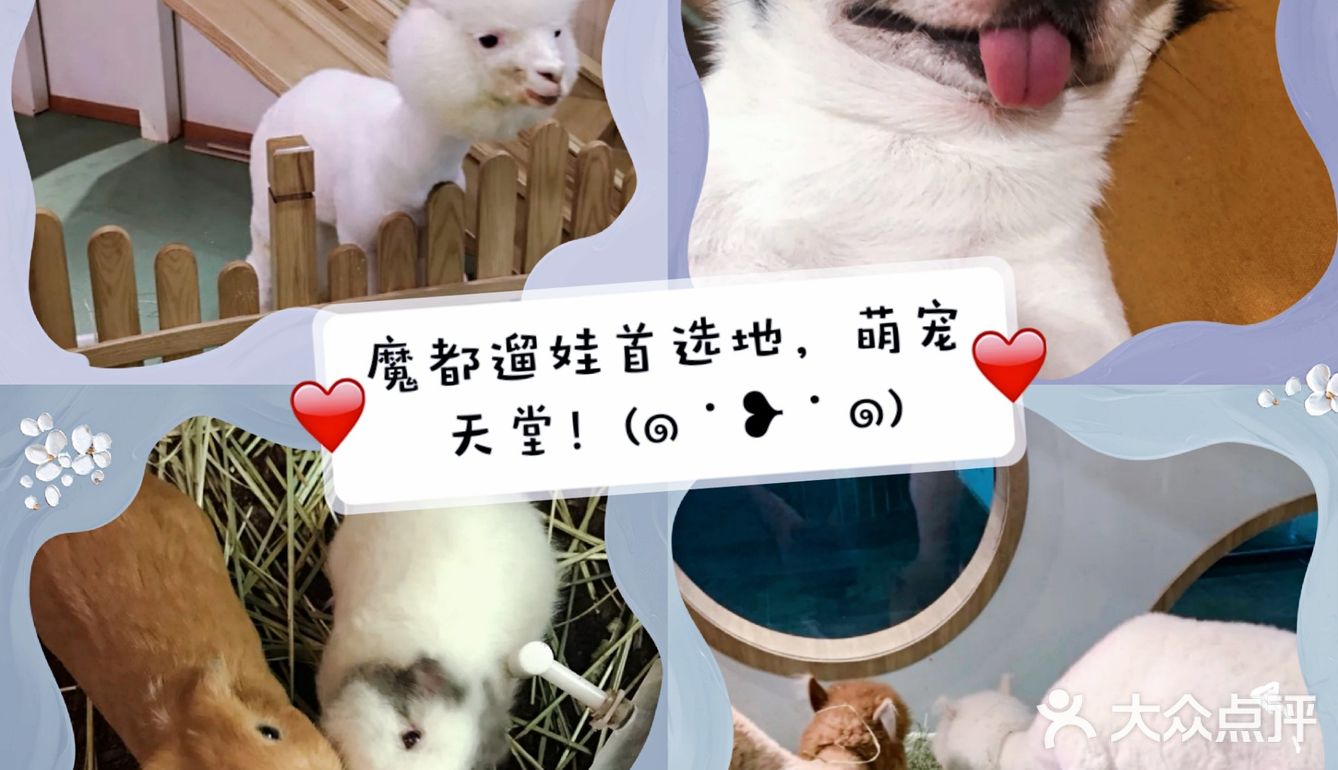 魔都最火🔥的亲子互动体验馆，这里的宠物真的好萌！[加油]