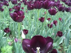 -洛阳郁金香牡丹园