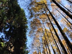 -山王坪喀斯特国家生态公园