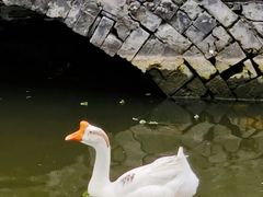 -苏州文庙(姑苏区)